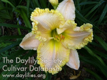 Daylily Hill Hollow William